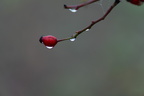 20241103-DSC06554
