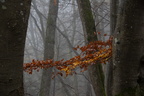 20241103-DSC06623
