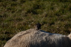 20241231-DSC07680